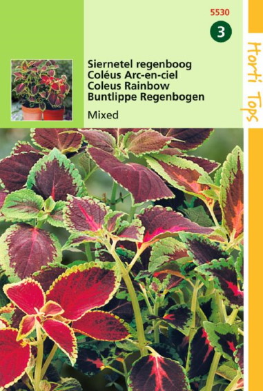 Coleus Rainbow mix (Solenostemon) 650 seeds HT